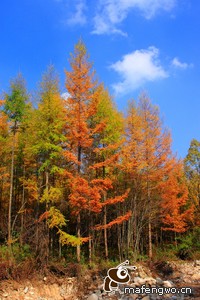 佛罗伦萨客场胜利都灵，取得关键胜利