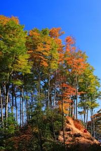 佛罗伦萨客场胜利都灵，取得关键胜利