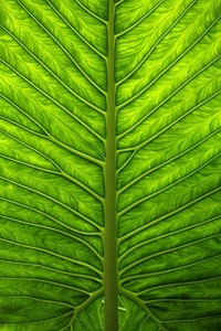 巴西篮球明星受伤，或无缘世界杯参赛